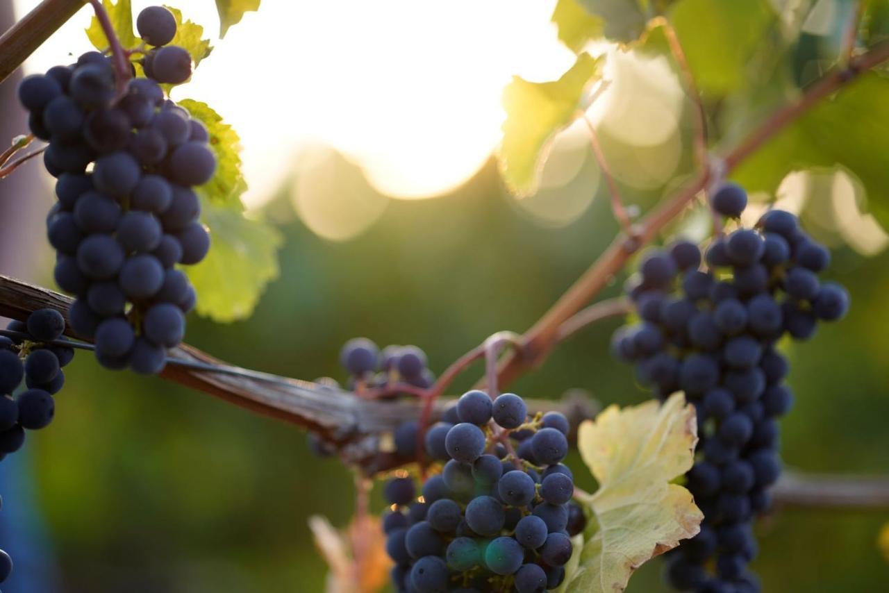 Weingut Martin Blass Erlabrunn Kültér fotó